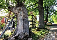 2 Eichen + 1 Linde, vor dem Schmidtschen Haus am Hainberg