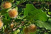 The spherical flower heads of Leichhardt trees among its large glossy leaves