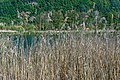 English: Phragmites Deutsch: Schilfrohr