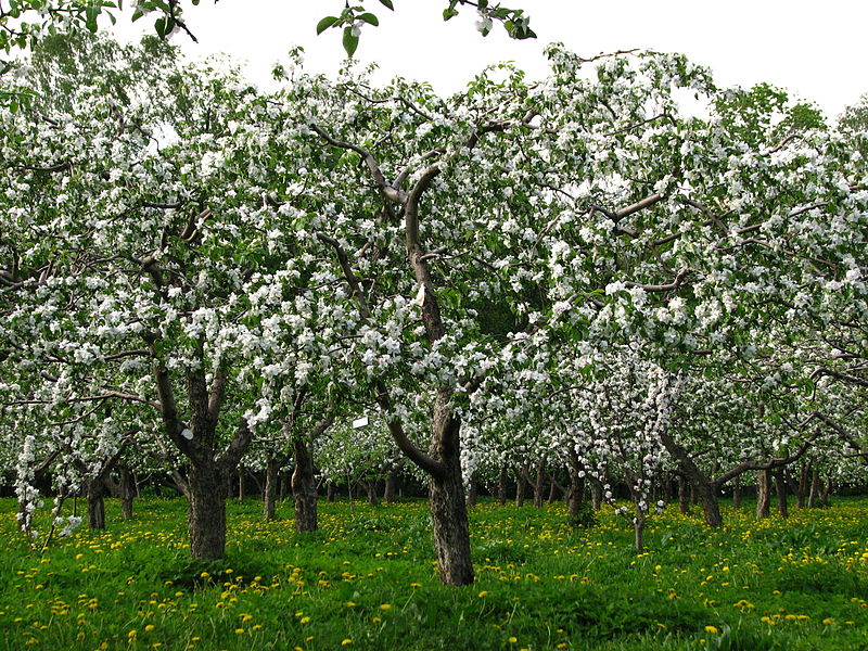 File:Apple orchard Moscow State University 04.JPG