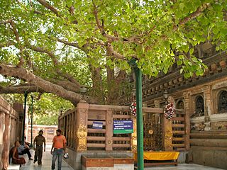 L'arbre de la Bodhi, temple de la Mahabodi à Bodhgaya, Bihar