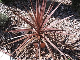 Cordyline sp.