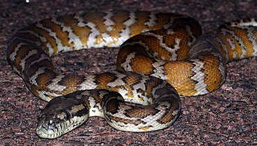 Photographie couleur d'un serpent dont le corps présente des bandes orange et blanches bordées de noir.