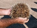 Echidna near Exmouth, Western Australia