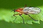 Empis stercorea