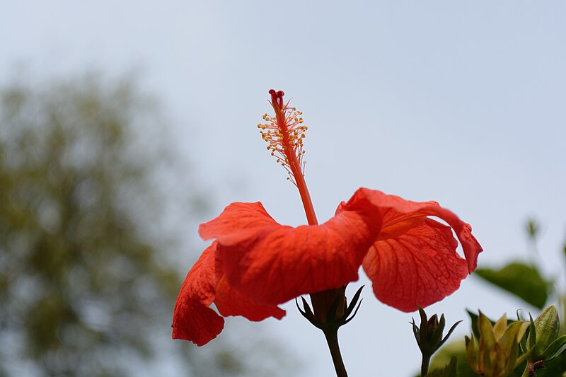 File:Hibiscus, Delhi Zoo.jpg