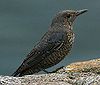 Merla blavahttp://ibc.lynxeds.com/species/blue-rock-thrush-monticola-solitarius cant