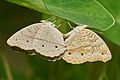 * Nomination Junonia atlites mating pair --Jkadavoor 04:02, 20 August 2016 (UTC) * Promotion  Support Good quality. --Johann Jaritz 04:04, 20 August 2016 (UTC)