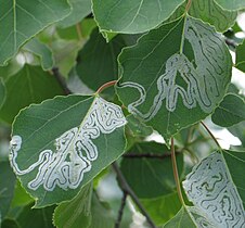 from British Columbia, with damage by Phyllocnistis populiella