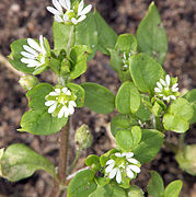 Stellaria media