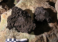 Migou compact, accumulation de crottes de chèvres dans la grotte des Thières, Pégairolles-de-Buèges, Hérault, France.