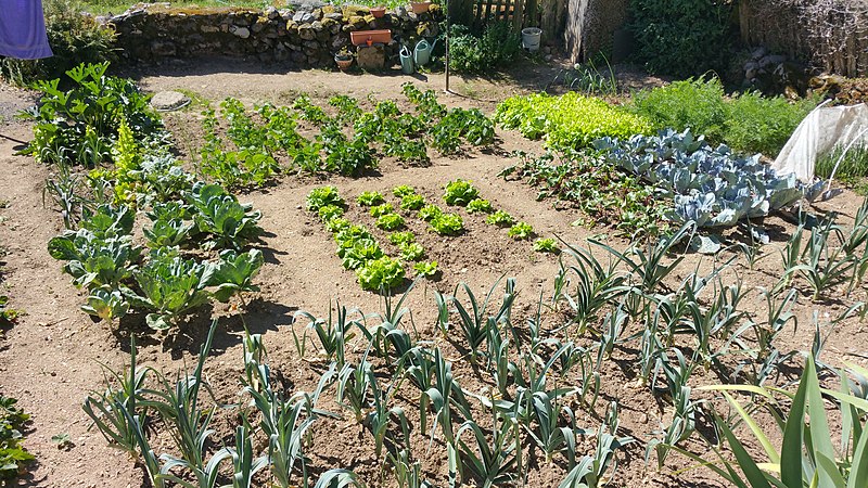 File:Un petit potager dans le Cantal.jpeg