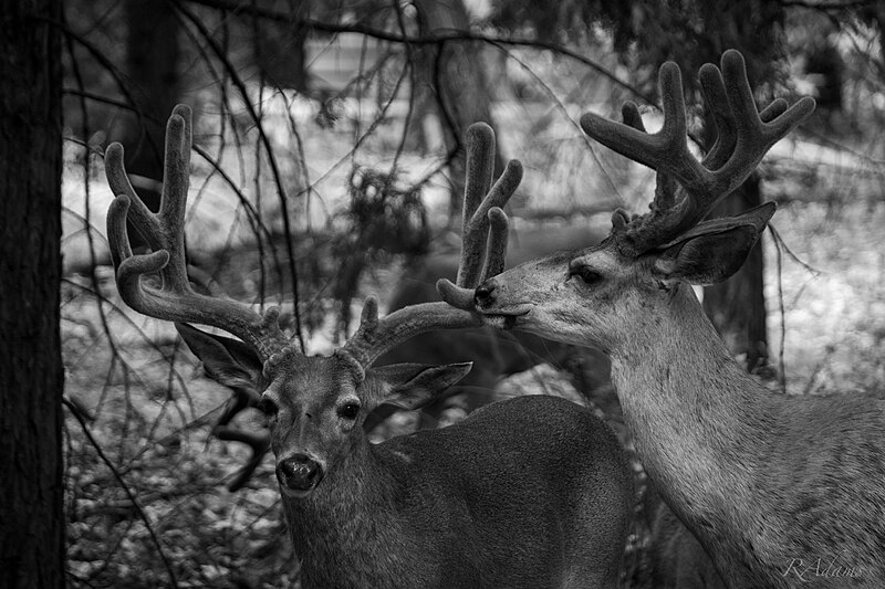 File:Yosemite deer.jpg