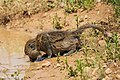 * Nomination Juvenile olive baboon drinking in the Serengeti National Park --Giles Laurent 02:58, 14 August 2024 (UTC) * Promotion  Support Good quality. --Bgag 03:02, 14 August 2024 (UTC)