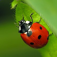 7-Spotted-Ladybug-Coccinella-septempunctata-sq1.jpg