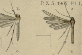 Merrifieldia particiliata