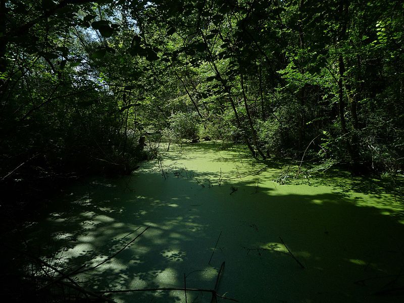 File:Algenfluss im Naturschutzgebiet Taubergießen.jpg