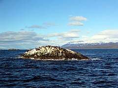 Lions de mer sur l'Isla de los Lobos dans le canal Beagle.