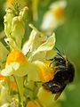 Linaria vulgaris