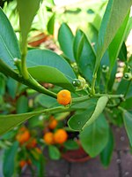 Closeup of a tiny mandarin fruit and adjacent green developing fruit; thin skin outlines bulging segments