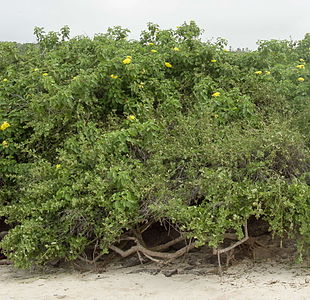 In habitat on the edge of a beach, with Cryptocarpus pyriformis, Santa Fé, Galapágos