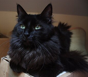 Turkish Angora with black fur and green eyes