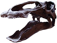 Edmontosaurus skull 7.jpg