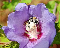 Bumblebee smothered with pollen in a hibiscus flower.