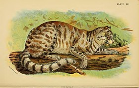 Ilustração do Leopardus colocolo.