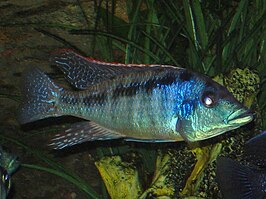 Lichnochromis acuticeps