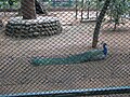 Peacocks at Bannerghatta National Park