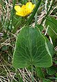 Tribus Ranunculeae: Schildblättriger Hahnenfuß (Ranunculus thora)