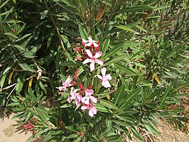 Oleander