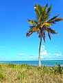 Coconut Palm at Bahia Honda State Park