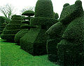 Buxus sempervirens