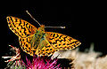 Boloria aquilonaris (de: Hochmoor-Perlmuttfalter) Seeltersk: Flinnerke , Flitterke