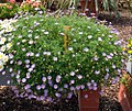 Brachyscome iberidifolia (Blaues Gänseblümchen)