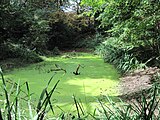 Pond at Coppetts Wood