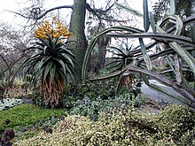 Aloe marlothii in bloom, with Ceiba speciosa and euphorbia