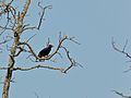 Gracula religiosa sur un arbre (Parc national de Bako, Malaisie)