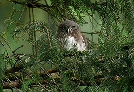 Junger Sperlingskauz (Glaucidium passerinum), Ostbelgien (31644604572).jpg