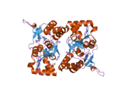 2i0c: Crystal structure of the GluR6 ligand binding core dimer crosslinked by disulfide bonds between Y490C and L752C at 2.25 Angstroms Resolution