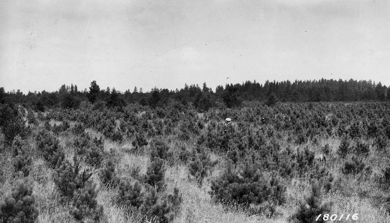 File:Photograph of a 10 Year-Old Plantation of Norway Pine at Higgins State Forest - NARA - 2127452.jpg