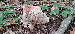 Pilvik-limanutt Hygrophorus russula