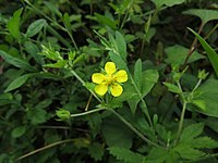 Potentilla cryptotaeniae