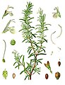 Rosmarinus officinalis L.