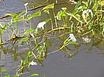 Ipomoea aquatica in Ukumehame, Maui, Hawaii