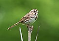 Image 26Song sparrow on Lookout Hill in Prospect Park