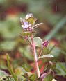 Klimopereprijs (Veronica hederifolia)