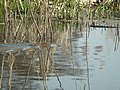 Water vole swimming